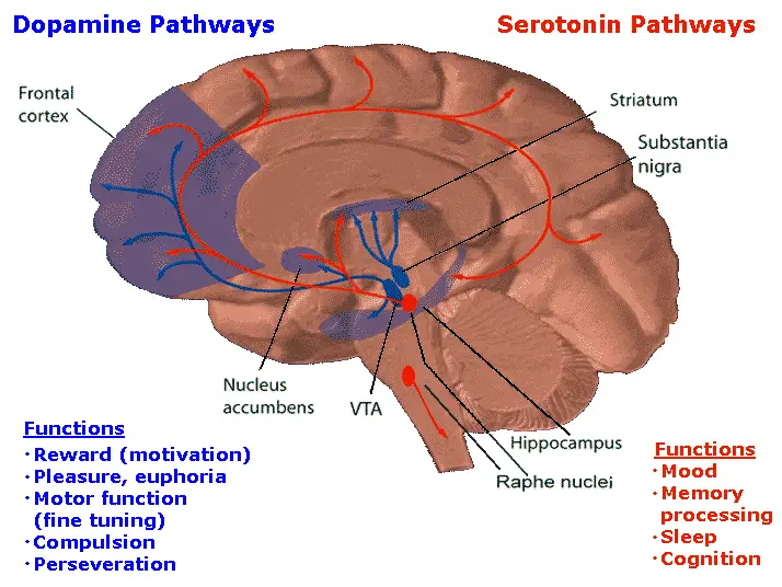 Dopamine and Serotonin Pathways