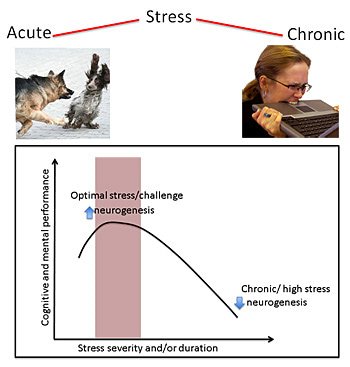 Acute Stress Vs Chronic Stress