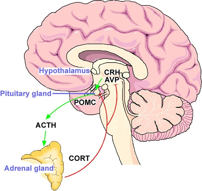 HPA Axis – Stress Hormone